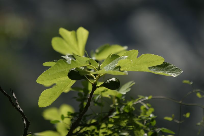 Breljanska smokva